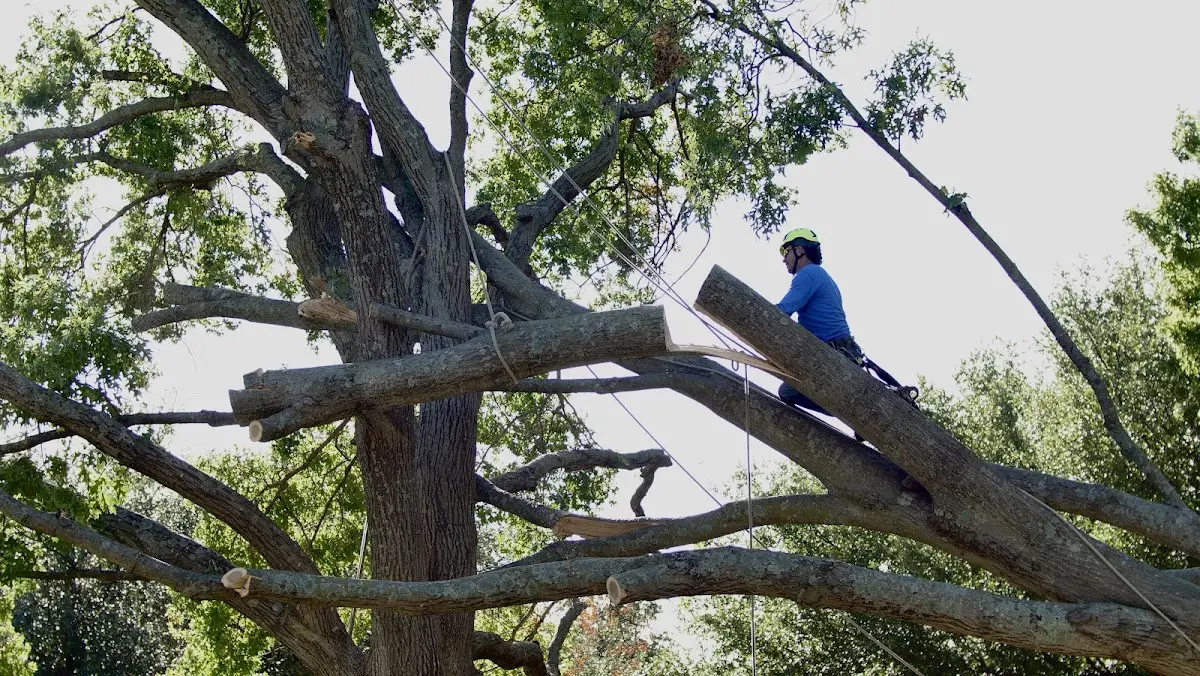 Professional Crown Thinning performed by certified arborists in Hamden