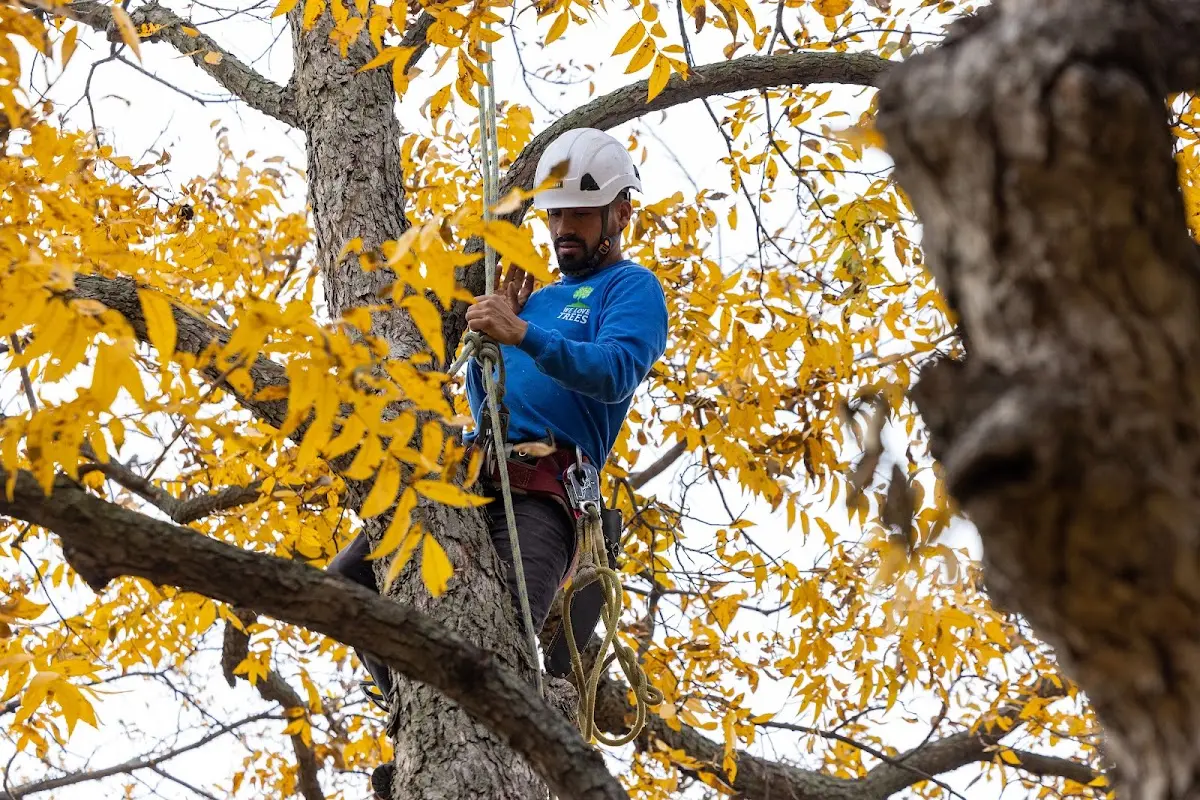Skilled Tree Planting crew working in Hamden